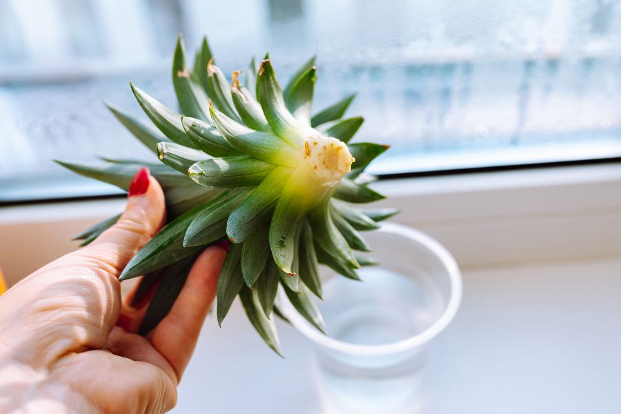 The underside of a Pineapple top with roots forming