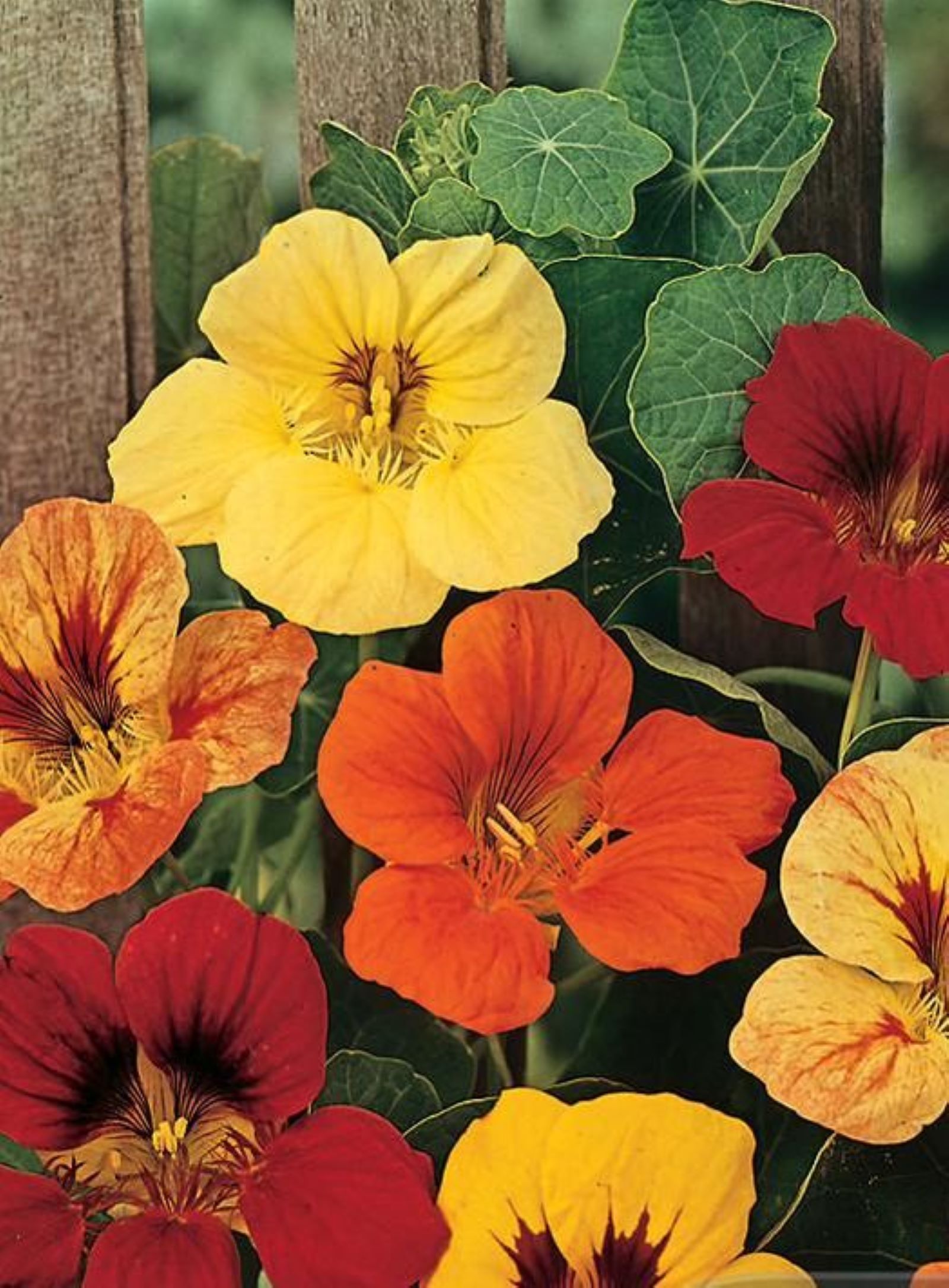 Nasturtium Jewel Mixed Garden Seeds Yates Australia