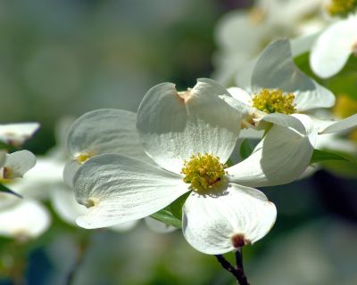 Cornus