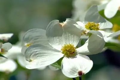 Cornus