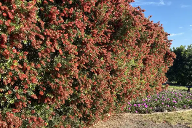 Slim Callistemon