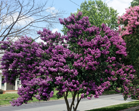 How to Grow Crepe Myrtle