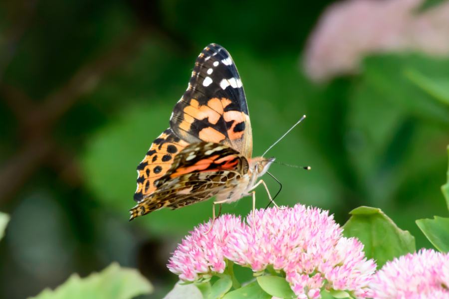 Butterfly on Sedum flower