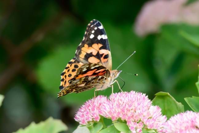 Butterfly on Sedum flower