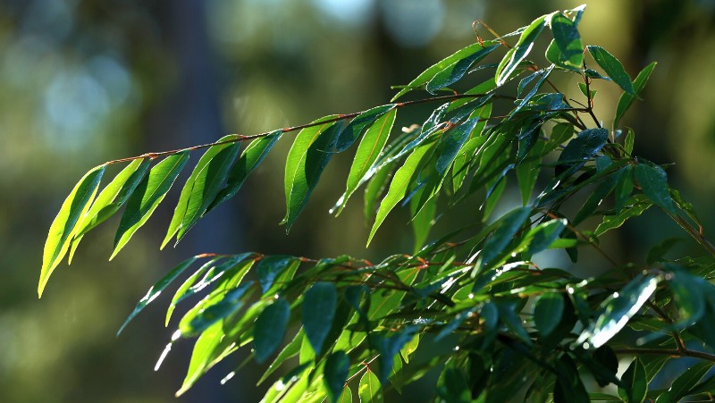 close up image of the leaves of a Waterhousea florinbunda showing the weeping habit