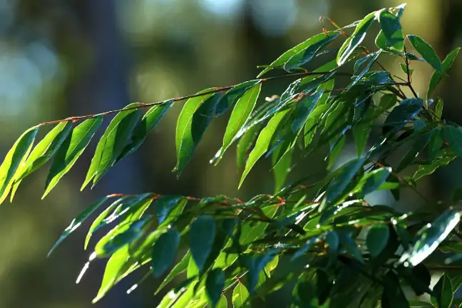 close up image of the leaves of a Waterhousea florinbunda showing the weeping habit