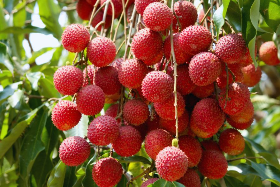 Lychee clustered on the tree ready for harvest