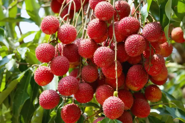 Lychee clustered on the tree ready for harvest