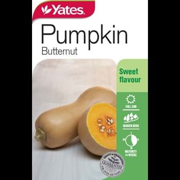 pumpkin-butternut