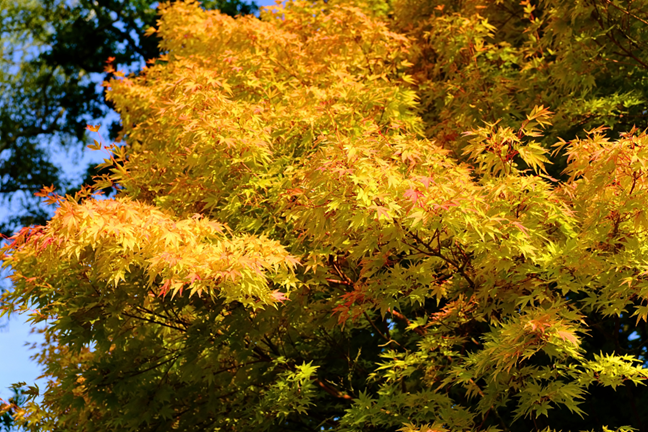 maple acer sango kaku with yellow autumng foliage, and red stems