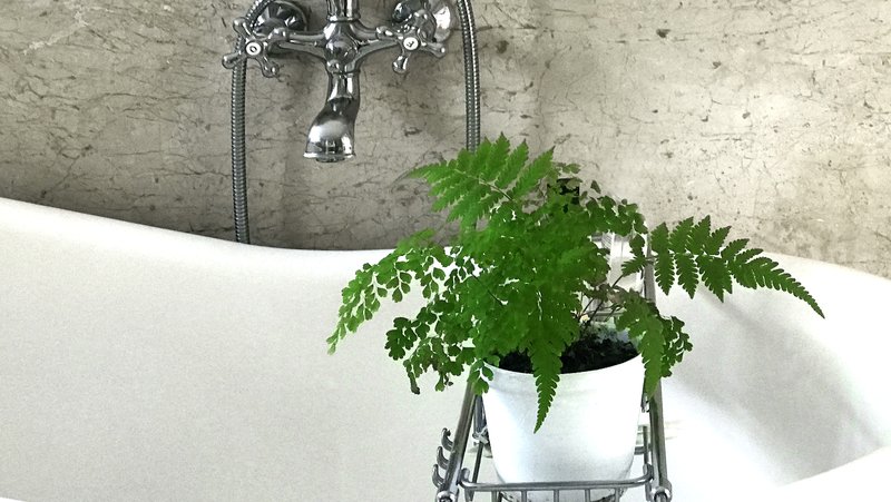 fern in a white pot sitting in a rack across a bath