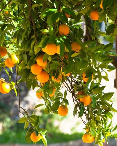 Autumn Citrus Care