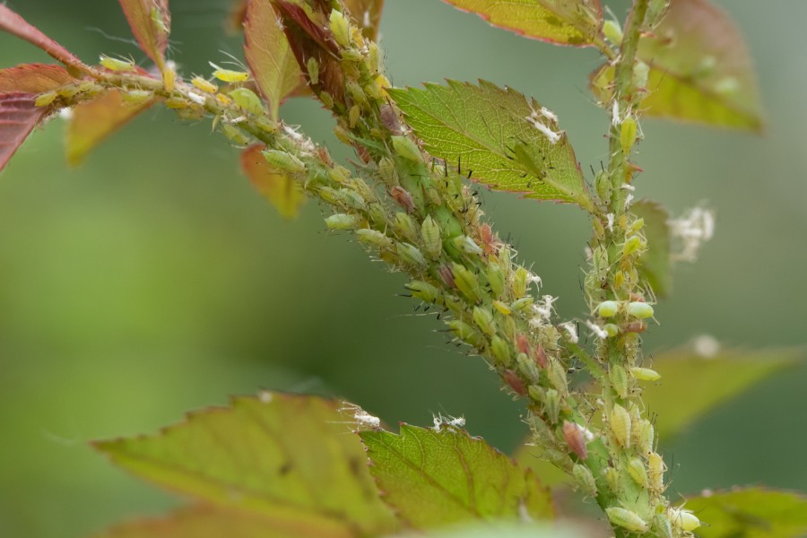 Aphids feeding on Rose stem