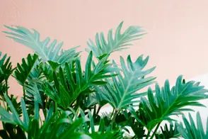 Heartleaf philodendron (Philodendron scandens)