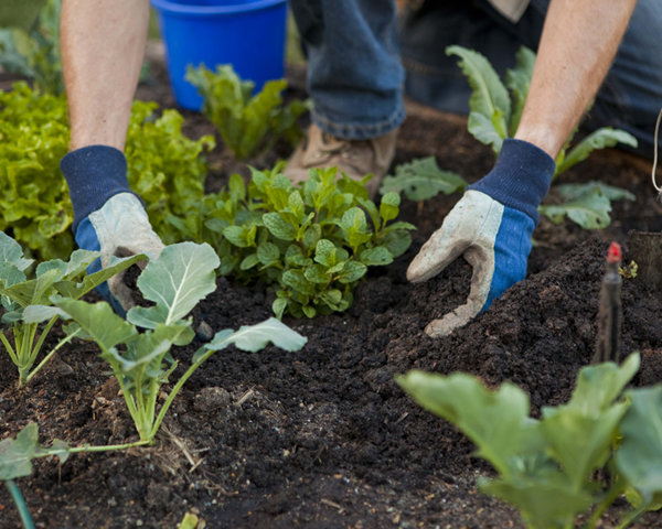 planting vegies