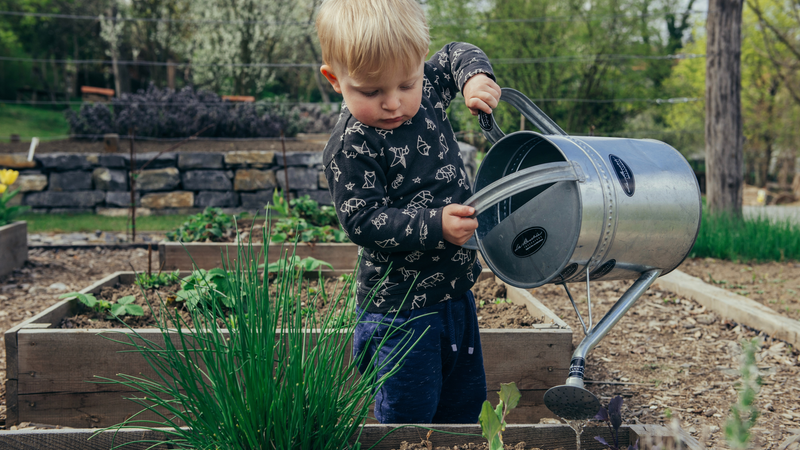 Child Watering Vegetable Garden Image