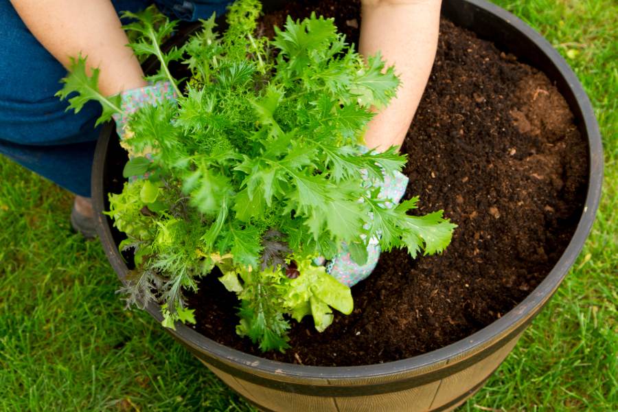 Potting up vegies in a large barrel