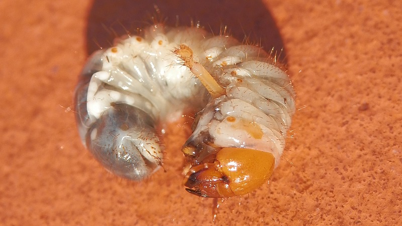 African Black Beetle Larva - Curl Grub. Image courtesy of E. Dando
