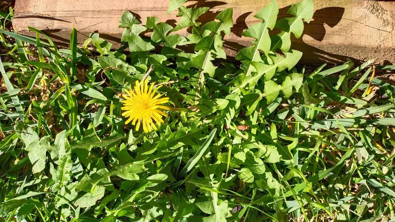 Dandelion weed in a lawn with one yellow flower