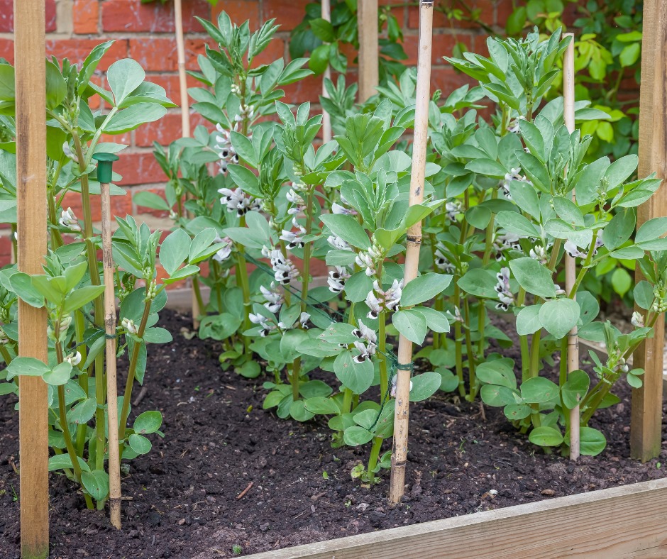 Broad Beans Coles Prolific Garden Seeds Yates Australia