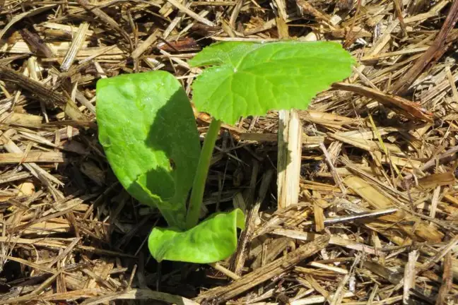 zucchini seedling growing through sugar cane mulch