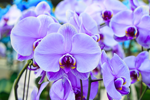 Moth Orchid (phalenopsis spp.) - blue-to-purple flowers