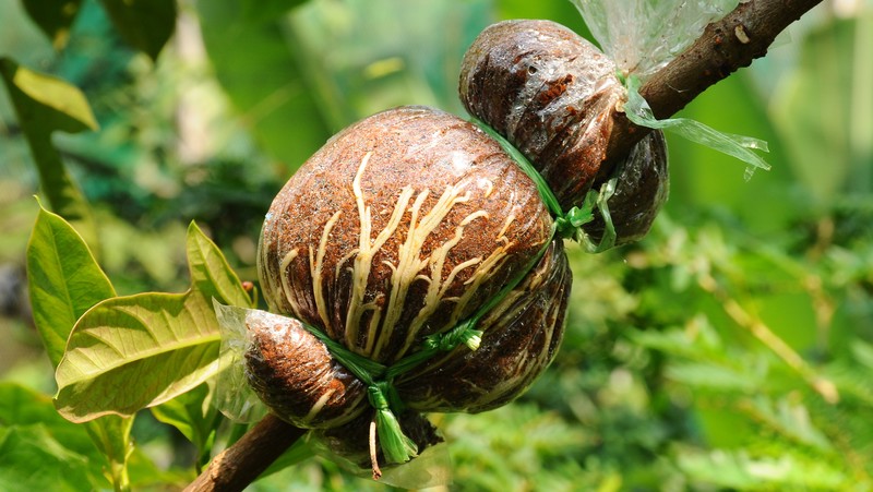 Air Layering Plant Propagation