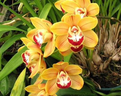 cymbidium