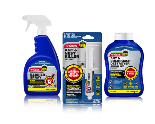 Effectively Control Home Pests In Your Home - Yates Home Pest