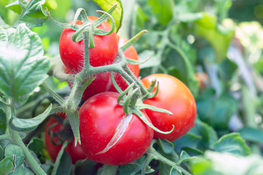 Tomatoes splitting on the vine