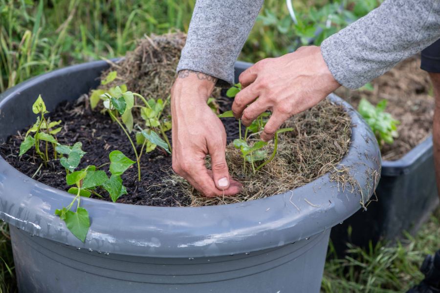 Mulching around the base of sweet potato plants