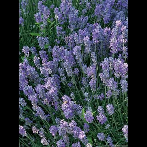 28034_lavender-munstead-dwarf_1_result.jpg (1)