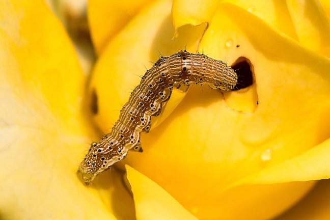 caterpillar chewing a hole in a yellow rose flower