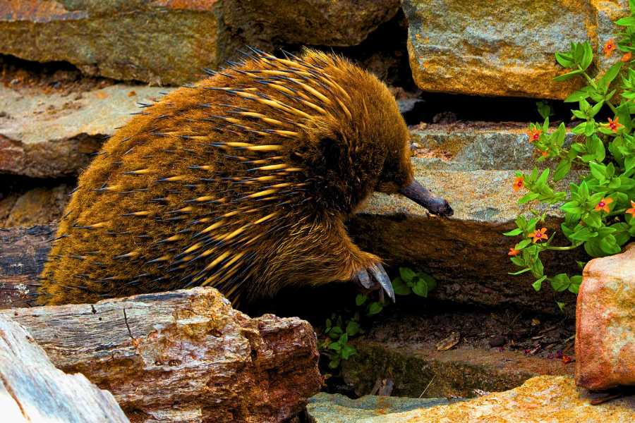 echidna in a garden near a stack stone wall