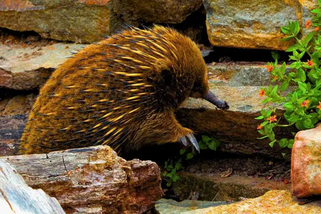 echidna in a garden near a stack stone wall