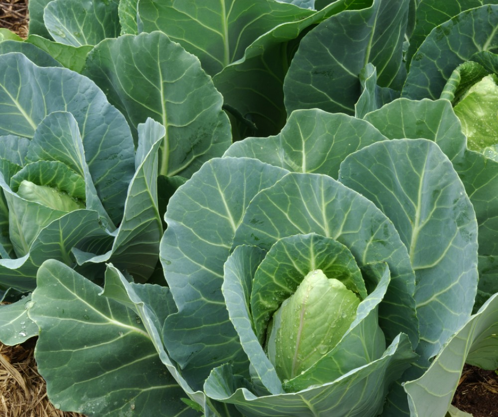 Cabbage Sugarloaf Garden Seeds Yates Australia