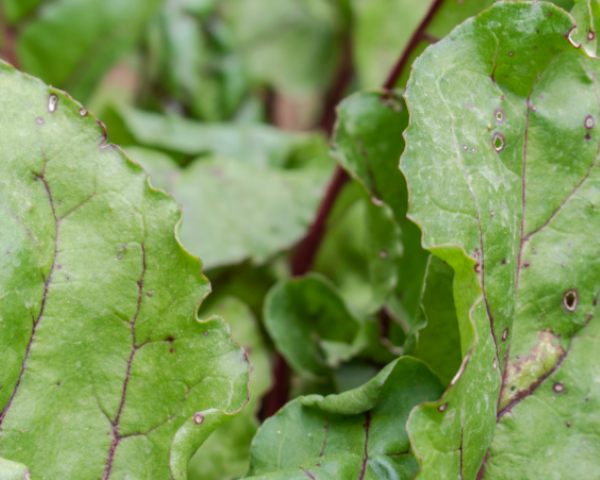 Diseases Cercospora Leaf Spot