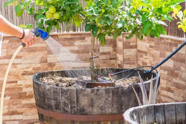 Hand watering Citrus potted in a wine barrel