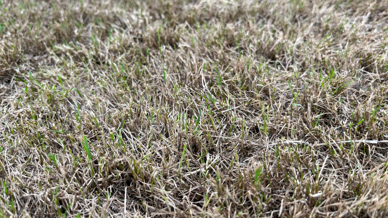 Armyworm Lawn Damage