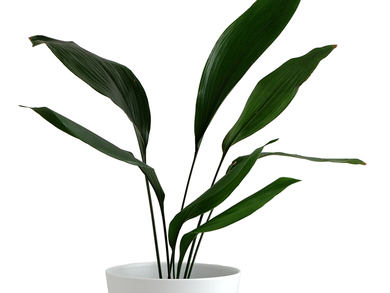 Cast iron plants (Aspidistra elatior)