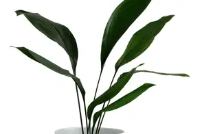 Cast iron plants (Aspidistra elatior)