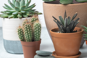 How to Grow Cacti & Succulents Indoors