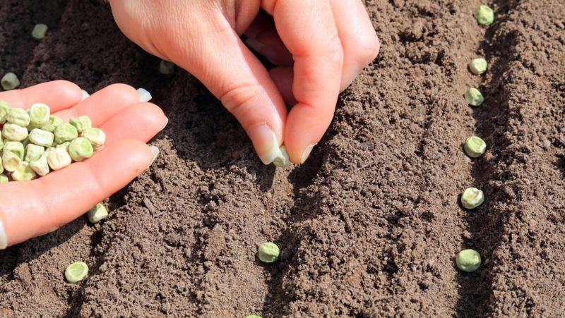 person sowing pea seeds in straight line channels in the soil