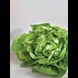 51661_lettuce-green-mignonette_1_result.jpg (2)
