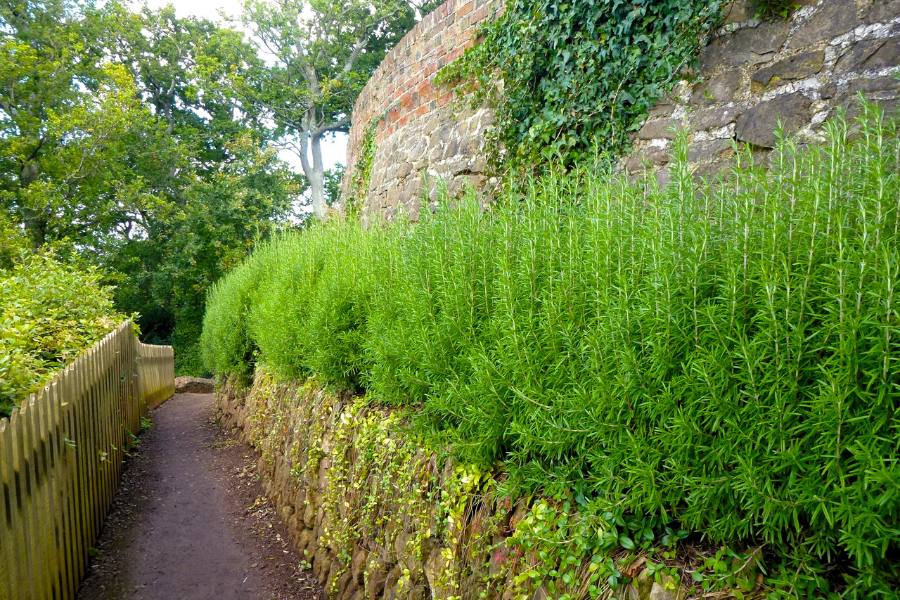 multi-level stone retaining wall with a long and thin garden bed filled with a rosemary hedge