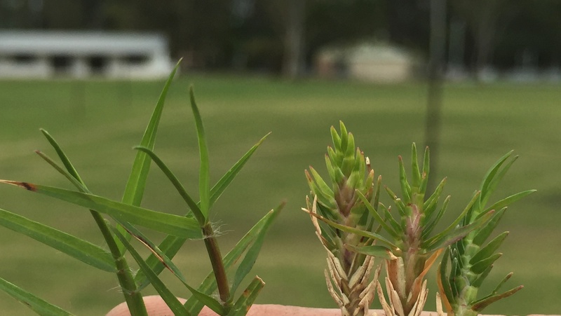 Couch Mite Before After Credit Matt Roche 800X451px LS