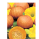 pumpkin-golden-nuggert-product_result.png (1)