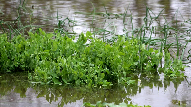Flood Backyard Water Vegetables