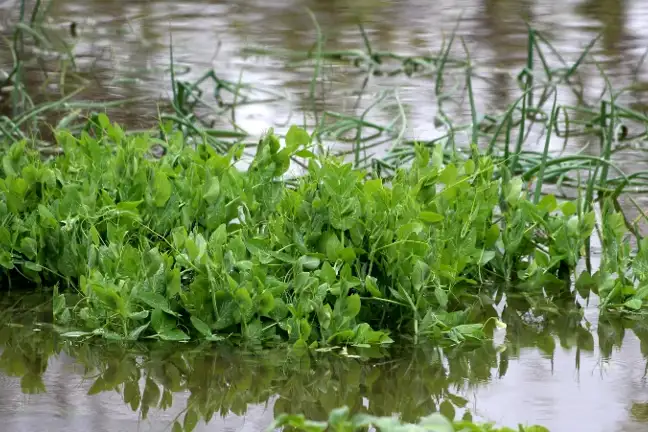 Flood Backyard Water Vegetables