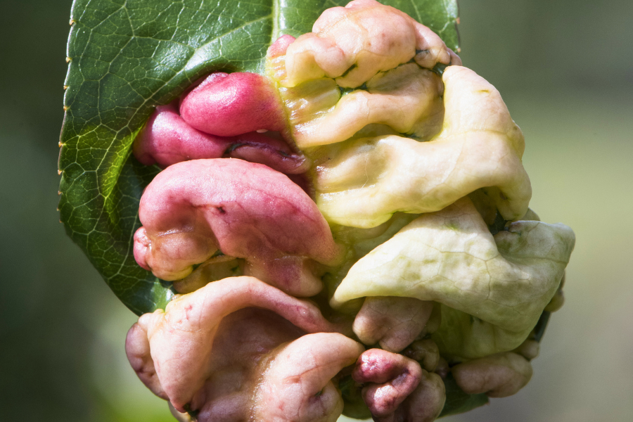 close-up of a single leaf Peach tree infected with peach leaf curl with distorted leaves